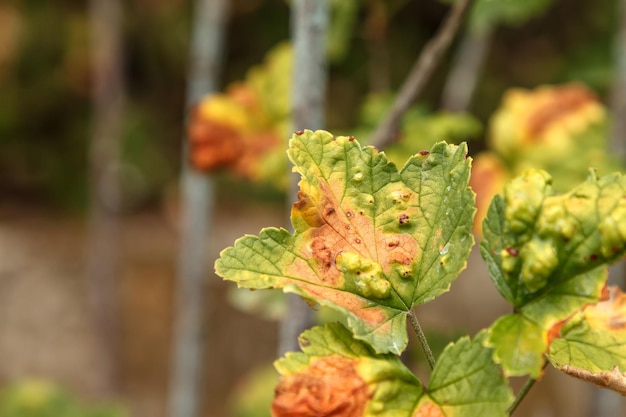 Maladie de la groseille dans laquelle des taches rouges apparaissent sur les feuilles Anthracnose