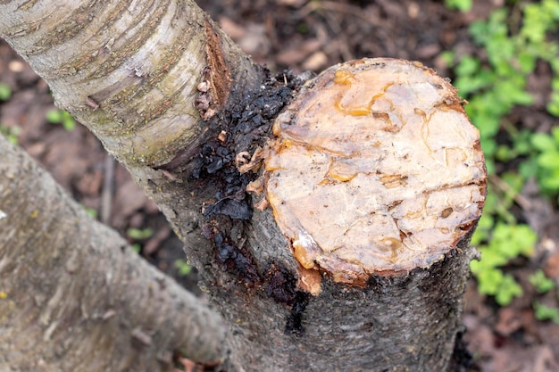 Maladies du cerisier Taille des branches