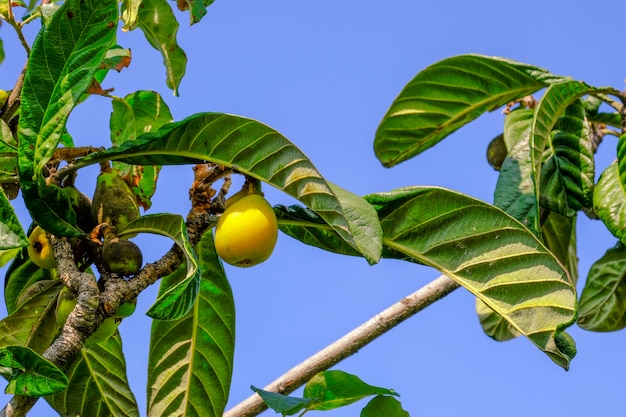 Maladies du néflier du Japon. Arbre de Loquat.