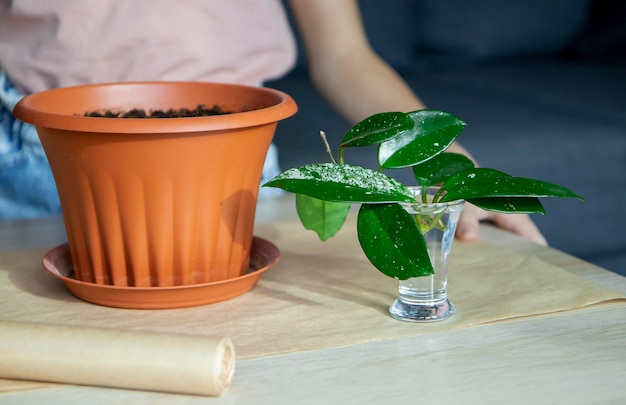 Maladies des plantes domestiques