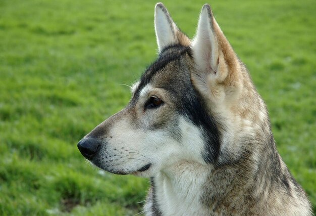 Le malamute d'Alaska croisé avec un berger allemand