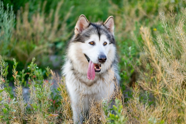 Malamute d'Alaska mignon avec la langue