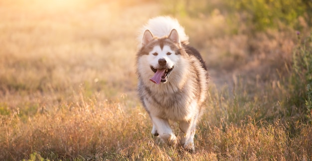 Malamute d'Alaska s'exécutant sur un champ