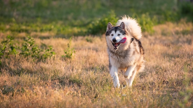 Malamute d'Alaska s'exécutant sur un champ