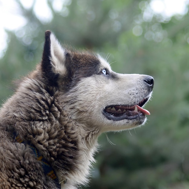 Photo le malamute d'alaska avec des yeux bleus le malmute de l'arctique est un merveilleux chien assez grand du type indigène