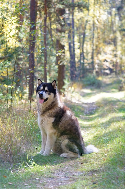 Malamute d'Alaska