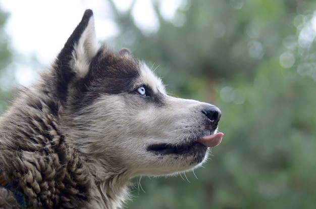 Photo malamute arctique aux yeux bleus museau portrait close up. ceci est un type natif de chien assez grand