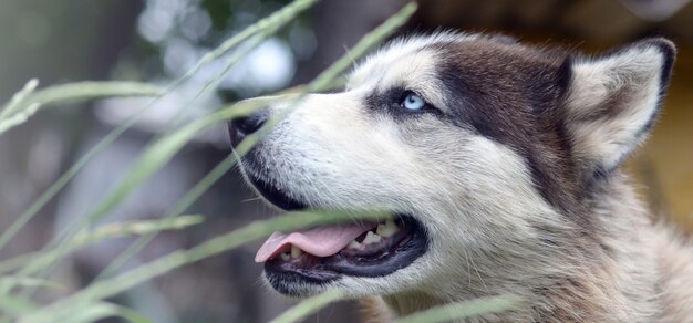 Malamute arctique aux yeux bleus museau portrait close up à travers les tiges d'herbe verte avec mise au point sélective