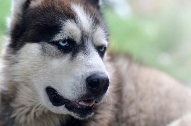 Photo malamute arctique avec des yeux bleus portrait de museau en gros plan c'est un chien assez grand du type indigène
