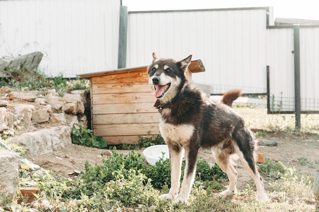 Malamute de chien de rue enchaîné par le stand. Le chien de traîneau est ceint et enchaîné près de son chenil