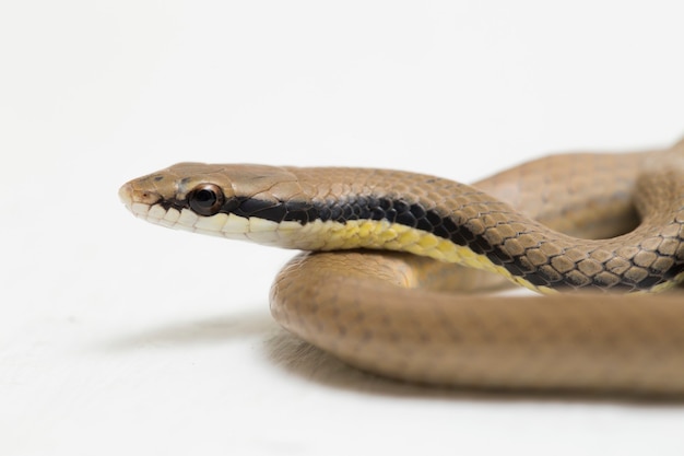 Malayan Ringneck Snake Liopeltis tricolor isolé sur une surface blanche