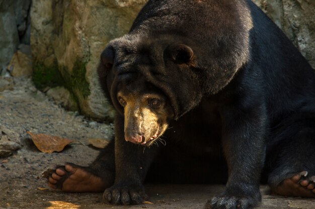 Malayan Sun Bear Dans Un Zoo