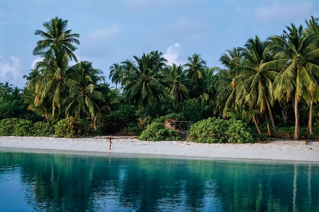 Maldives, plage de Nandu, cocotiers sur la plage (FILM SCAN)