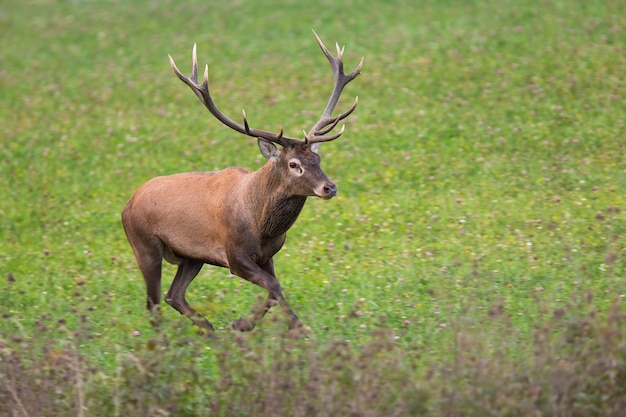 Mâle adulte de cerf rouge s'exécutant sur le pré de trèfle en automne