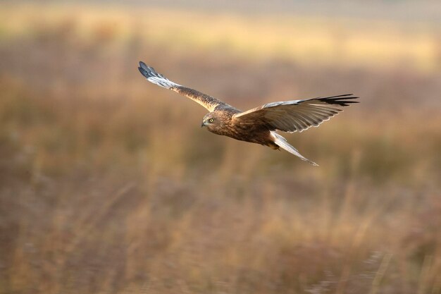 Un mâle adulte de harrier des marais occidentaux volant dans une zone humide par une froide journée d'hiver