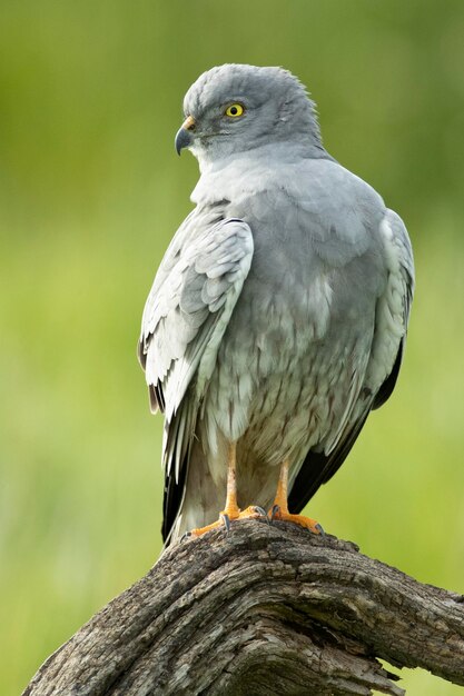 Un mâle adulte de Montagus harrier à sa tour de guet préférée dans son territoire de reproduction