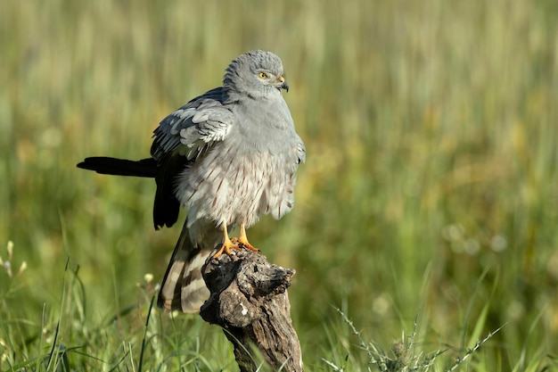 Photo un mâle adulte de montagus harrier à sa tour de guet préférée dans son territoire de reproduction