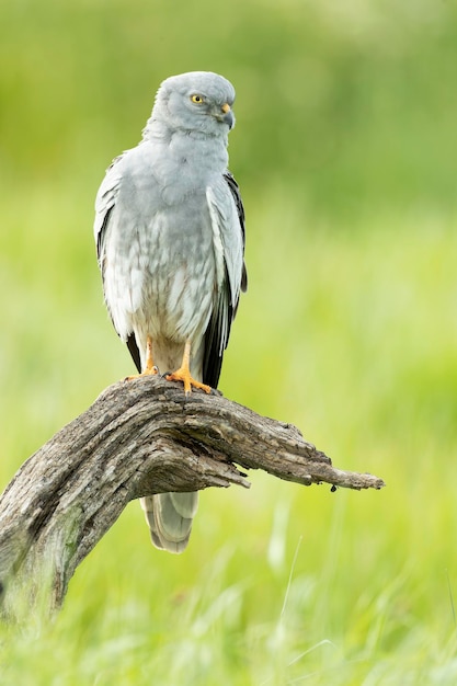 Photo un mâle adulte de montagus harrier à sa tour de guet préférée dans son territoire de reproduction