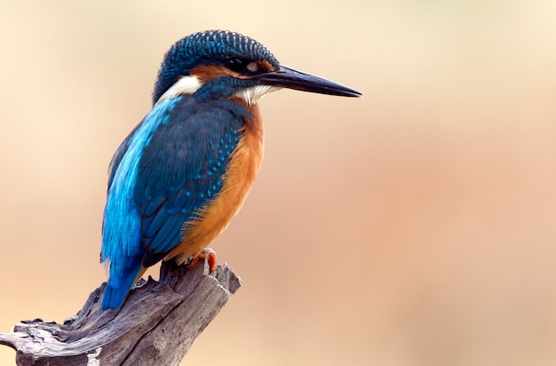 Mâle adulte d'oiseaux martin-pêcheur commun, Alcedo atthis