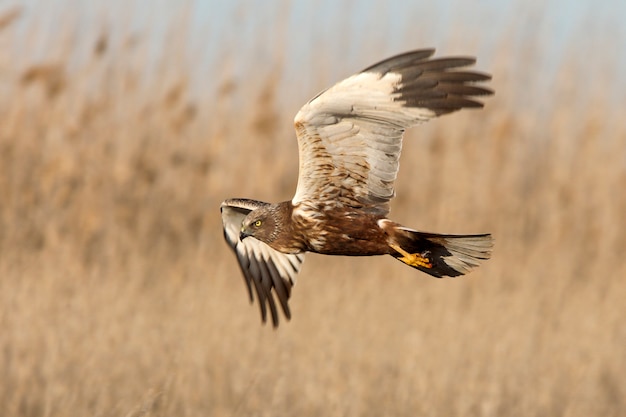 Mâle adulte de Western marsh harrier volant avec les dernières lumières de l'après-midi