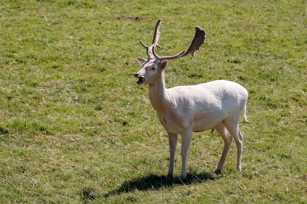 Mâle albinos Daim (Dama dama) aboyant au soleil