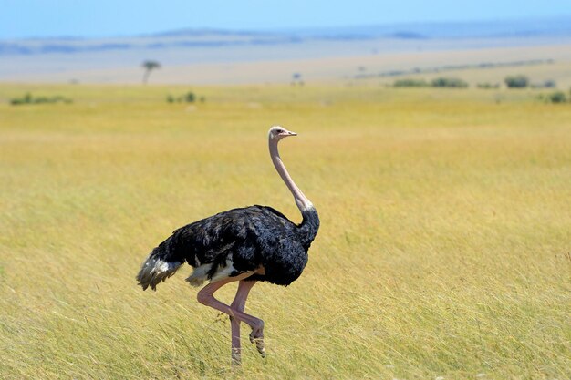 Photo le mâle de l'autruche africaine struthio camelus dans la réserve nationale