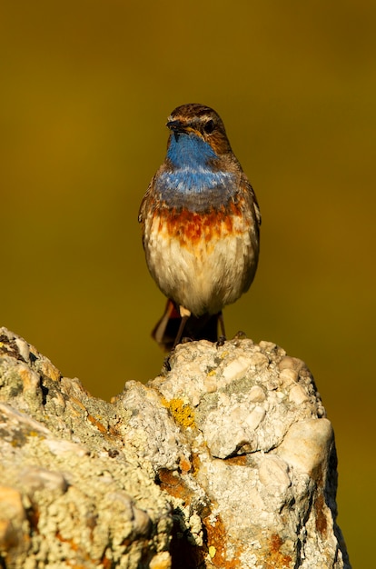 Mâle de Bluethroat avec le plumage de la saison des amours, oiseaux, oiseaux chanteurs, Luscinea svecica