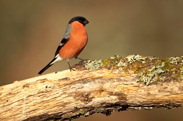 Un mâle de bullfinch eurasien dans une forêt eurosibérienne de chênes et de pins à la première lueur du jour