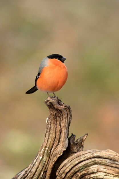 Un mâle de bullfinch eurasien à la lumière de la fin de l'après-midi dans une forêt de chênes et de hêtre par une froide journée d'hiver