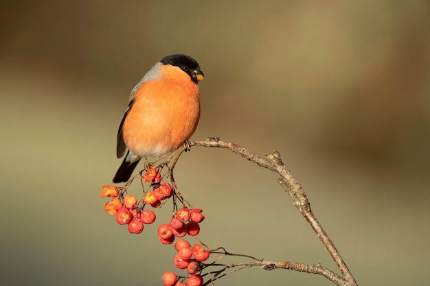 Photo un mâle de bullfinch eurasien à la lumière de la fin de l'après-midi dans une forêt de chênes et de hêtre par une froide journée d'hiver