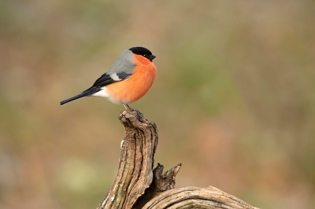 Un mâle de bullfinch eurasien à la lumière de la fin de l'après-midi dans une forêt de chênes et de hêtre par une froide journée d'hiver