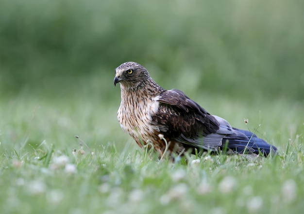 Le mâle Le busard des marais de l'Ouest (Circus aeruginosus) est assis sur le sol au milieu d'une herbe épaisse.