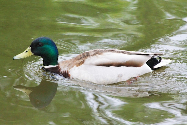 Le mâle canard apprend aux petits canetons à nager