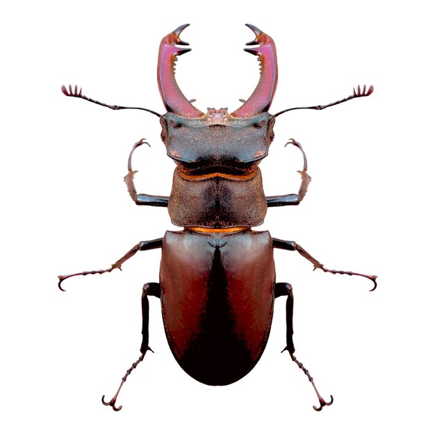 un mâle de cerf coléoptère avec une grande fourmi sur le dos