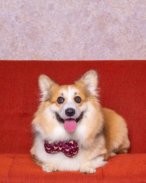 Un mâle cheveux longs pembroke welsh corgi chien photoshoot studio photographie d'animaux avec canapé chaise rouge concept et fond rose pailleté