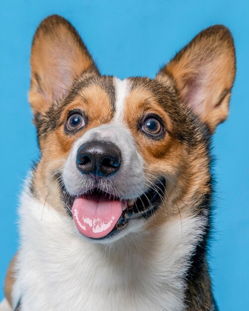 Un mâle corgi pembroke welsh photoshoot studio de photographie pour animaux de compagnie isolé avec fond bleu robe et décoration à thème de noël