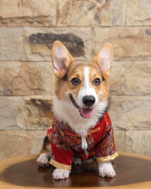 Un mâle corgi pembroke welsh photoshoot studio de photographie pour animaux de compagnie isolé avec fond bleu robe et décoration à thème de noël