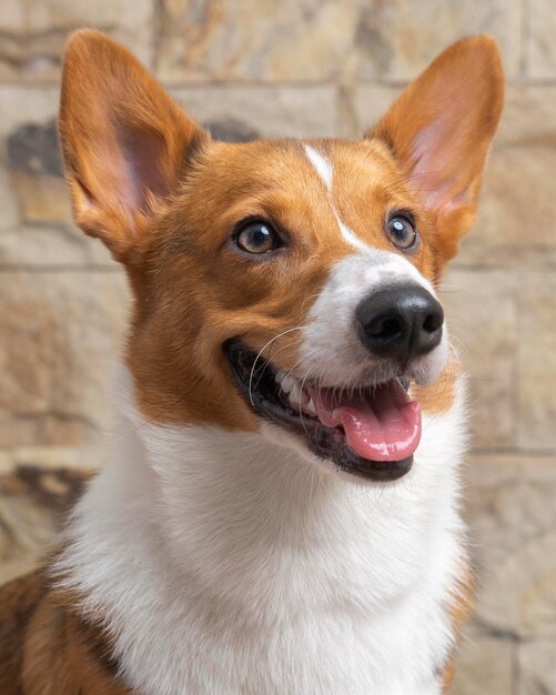 Un mâle corgi pembroke welsh photoshoot studio de photographie pour animaux de compagnie isolé avec fond bleu robe et décoration à thème de noël