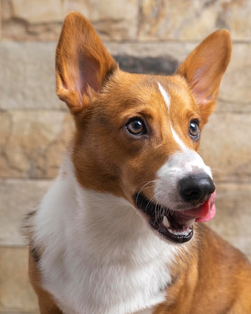 Un mâle corgi pembroke welsh photoshoot studio de photographie pour animaux de compagnie isolé avec fond bleu robe et décoration à thème de noël