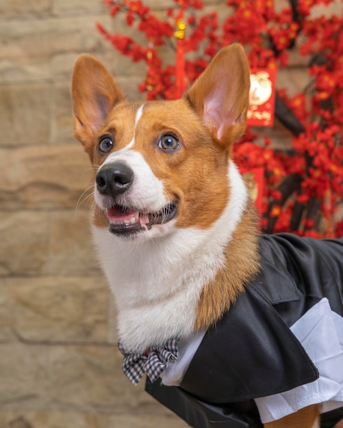 Un mâle corgi pembroke welsh photoshoot studio de photographie pour animaux de compagnie isolé avec fond bleu robe et décoration à thème de noël