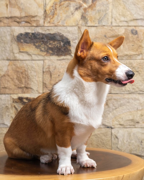 Un mâle corgi pembroke welsh photoshoot studio de photographie pour animaux de compagnie isolé avec fond bleu robe et décoration à thème de noël