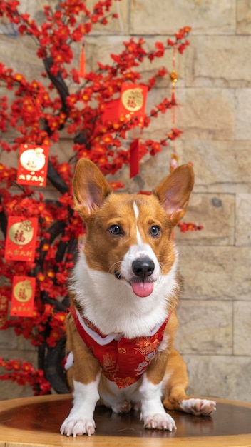 Un mâle corgi pembroke welsh photoshoot studio de photographie pour animaux de compagnie isolé avec fond bleu robe et décoration à thème de noël