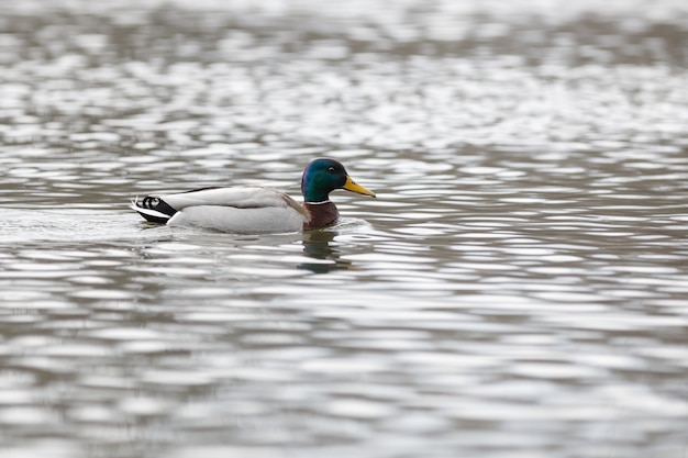 Le mâle sur l'eau de la rivière au début du printemps