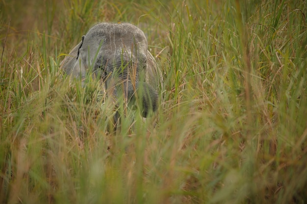 Mâle d'éléphant indien sauvage avec habitat naturel dans le nord de l'Inde