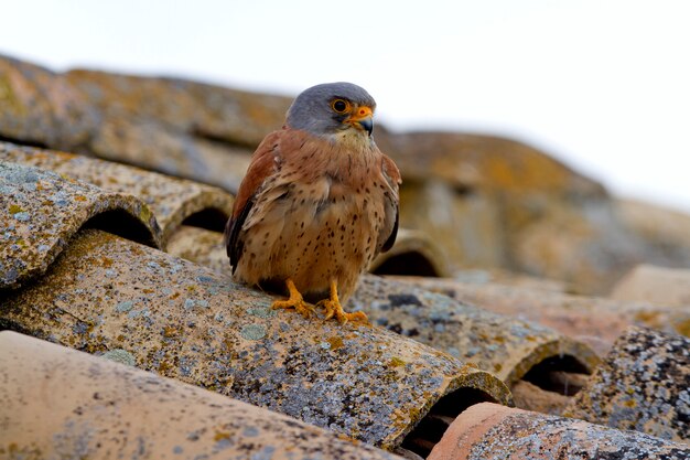 Mâle de Faucon crécerellette, faucon, oiseaux, rapace, faucon, Falco naunanni