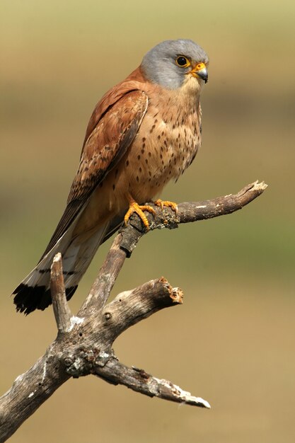 Mâle de Faucon crécerellette, faucon, oiseaux, rapace, faucon, Falco naunanni