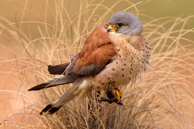 Mâle de Faucon crécerellette, faucon, oiseaux, rapace, faucon, Falco naunanni