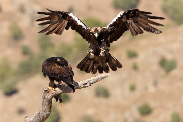 Mâle et femelle adultes d'aigle impérial espagnol, Aquila adalberti