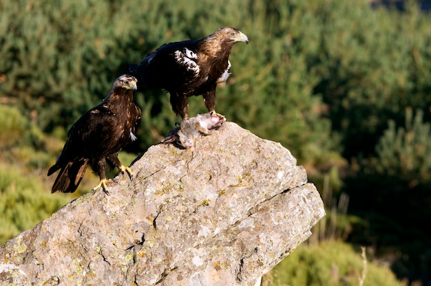 Mâle et femelle adultes de l'aigle impérial espagnol avec un lapin. Aquila adalberti