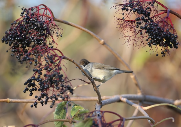 Le mâle et la femelle de la casquette noire eurasienne (Sylvia atricapilla) sont des gros plans sur des buissons de sureau noir et près de l'eau dans la douce lumière du matin.